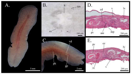 Taxonomy 05 00051 g025