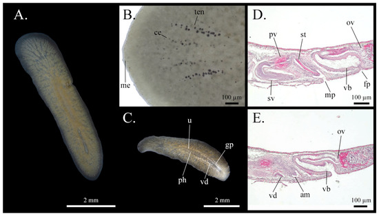 Taxonomy 05 00051 g026