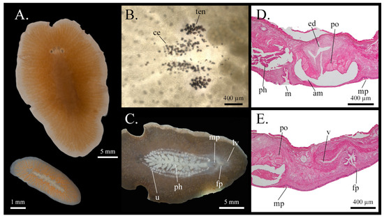 Taxonomy 05 00051 g027