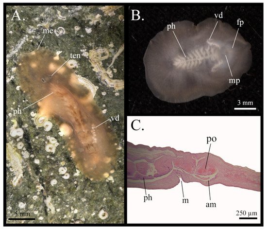 Taxonomy 05 00051 g028