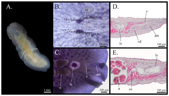 Taxonomy 05 00051 g029