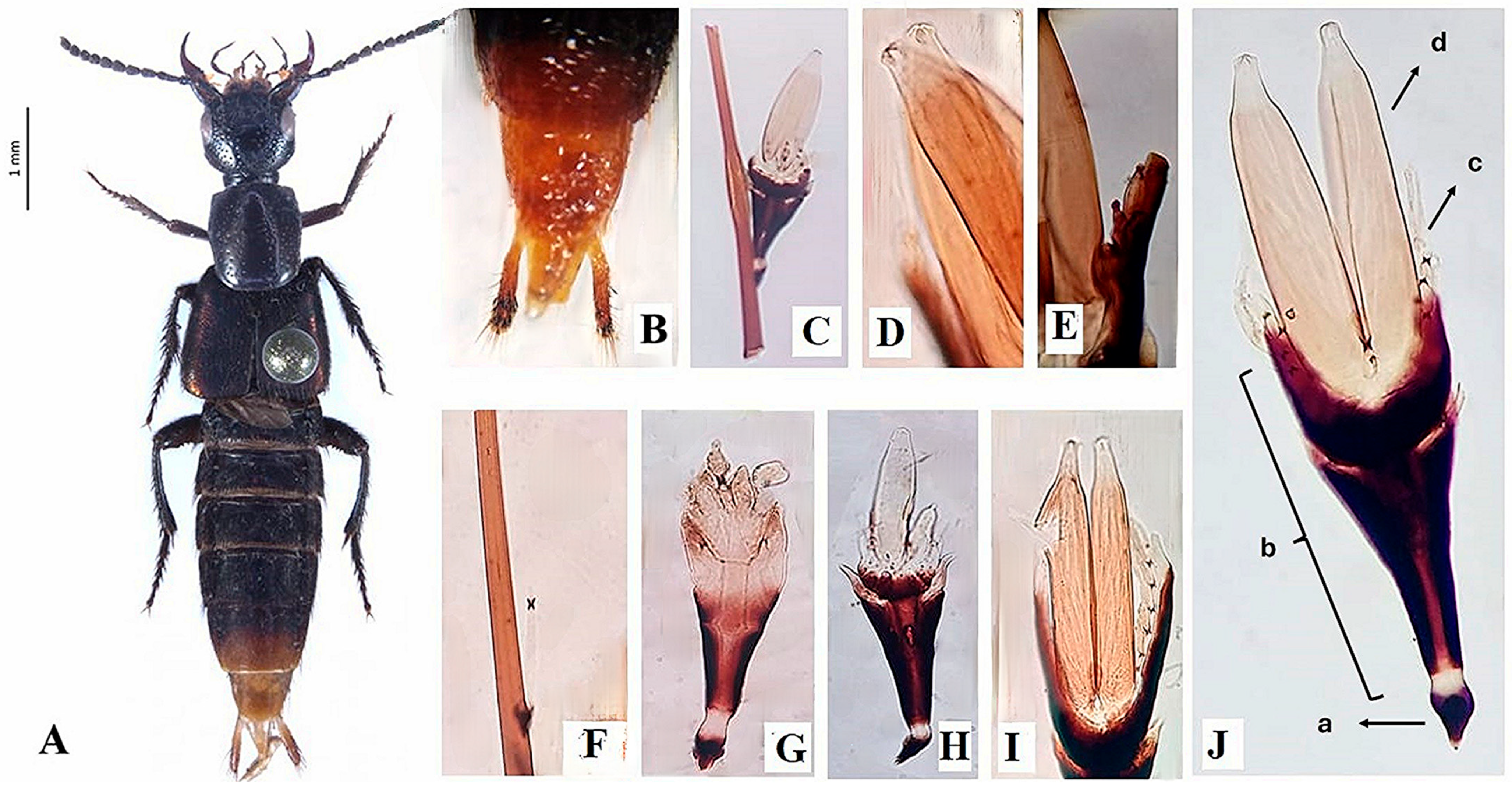 Taxonomy 05 00053 g001