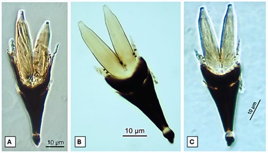 Taxonomy 05 00053 g002