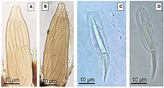 Taxonomy 05 00053 g003