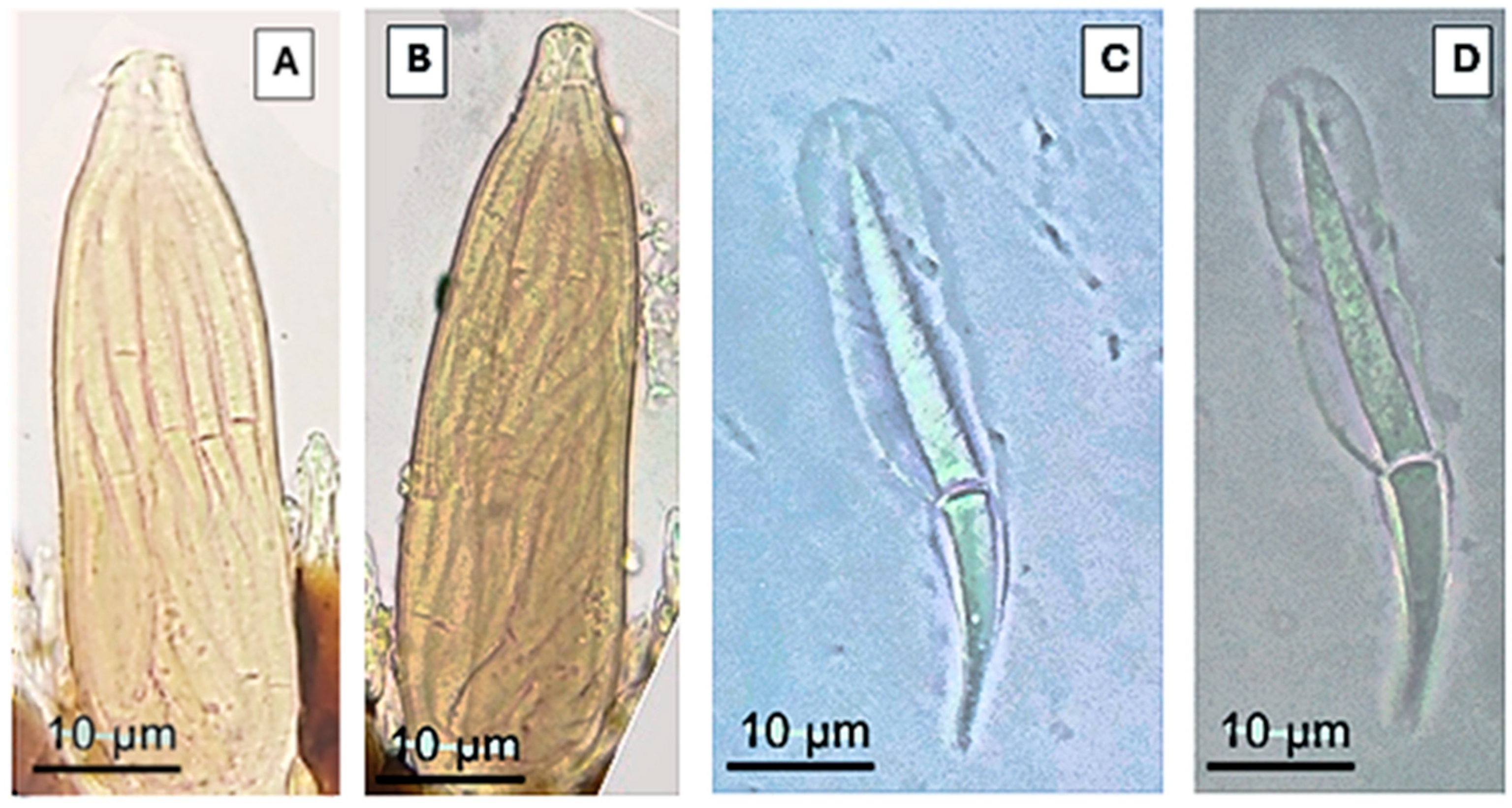 Taxonomy 05 00053 g003