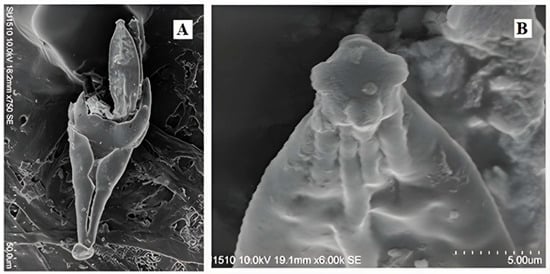 Taxonomy 05 00053 g004