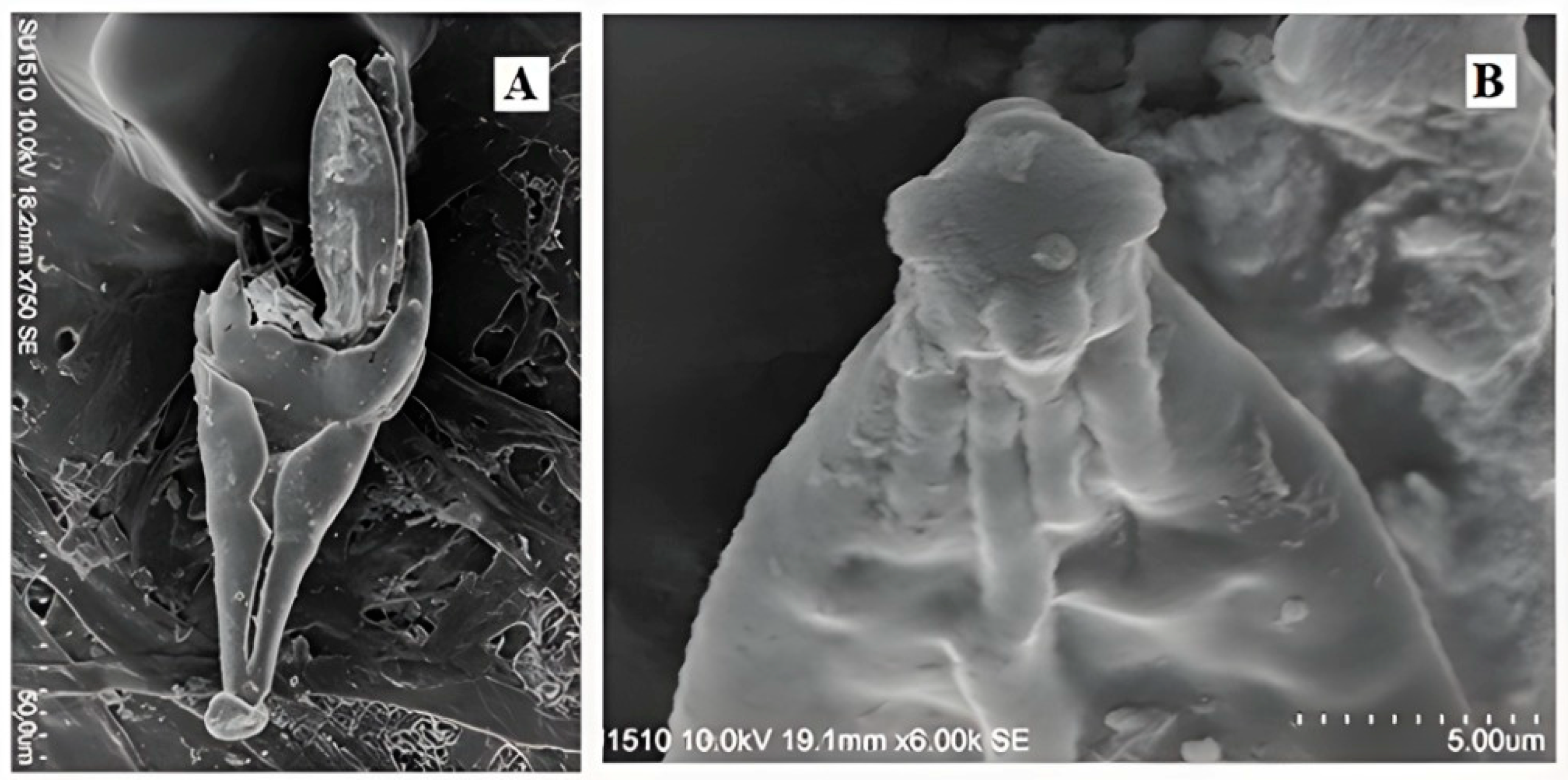 Taxonomy 05 00053 g004