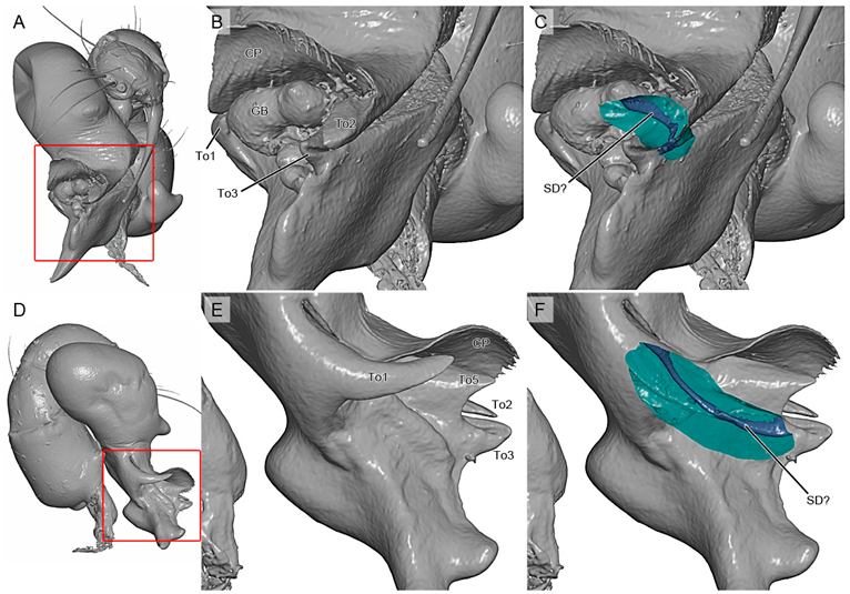 Taxonomy 05 00057 i001