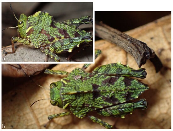 Taxonomy 05 00060 g005