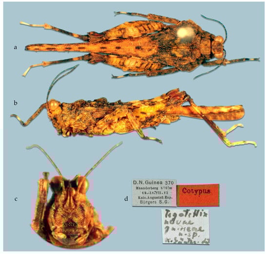Taxonomy 05 00060 g011