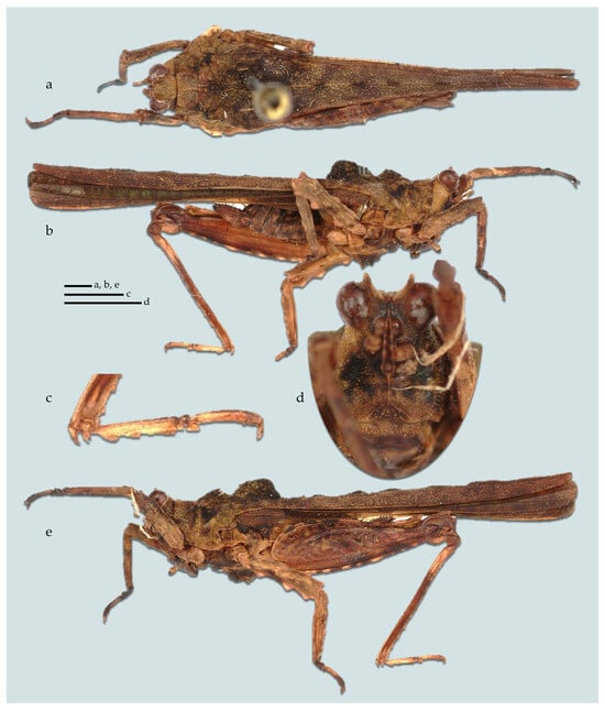 Taxonomy 05 00060 g015