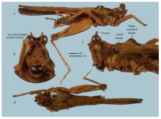 Taxonomy 05 00060 g021