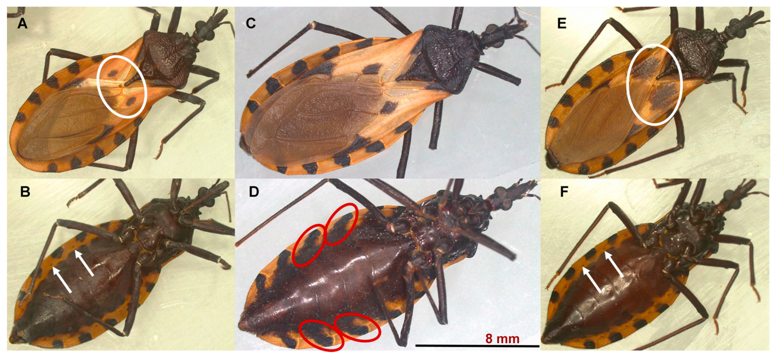 Taxonomy 05 00061 g001