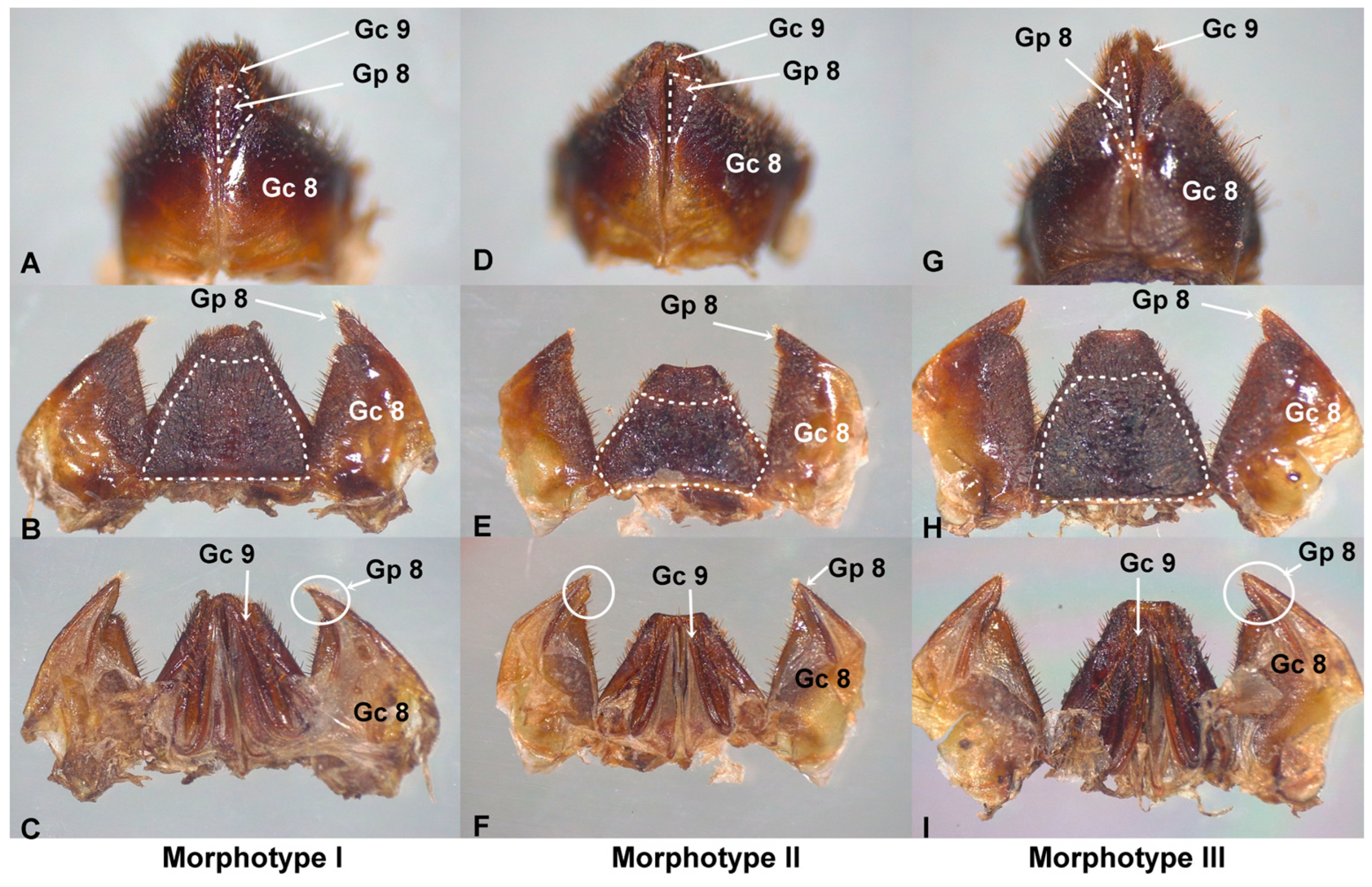 Taxonomy 05 00061 g002
