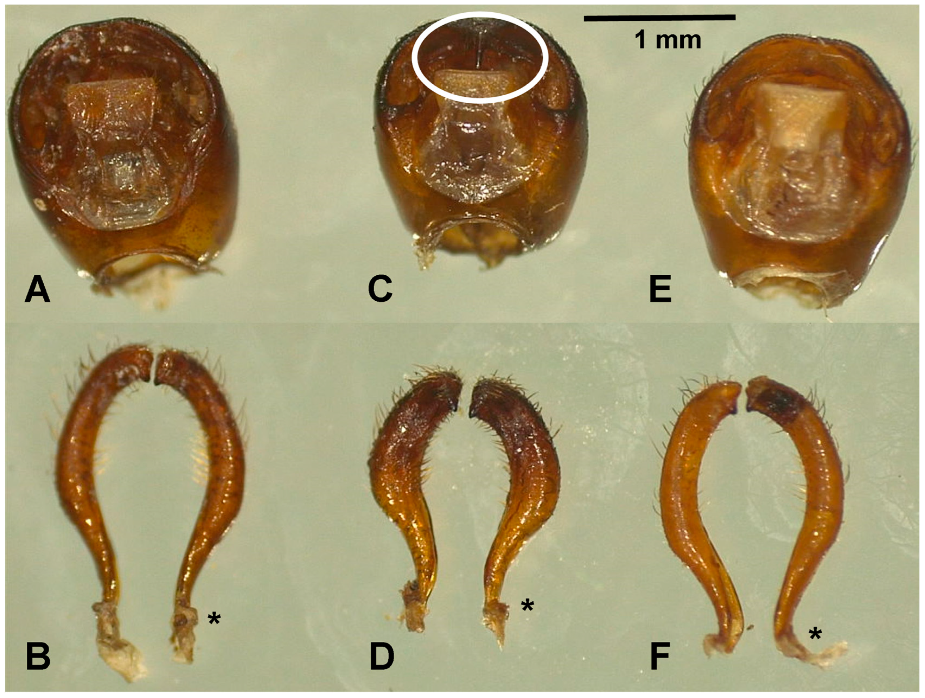 Taxonomy 05 00061 g003
