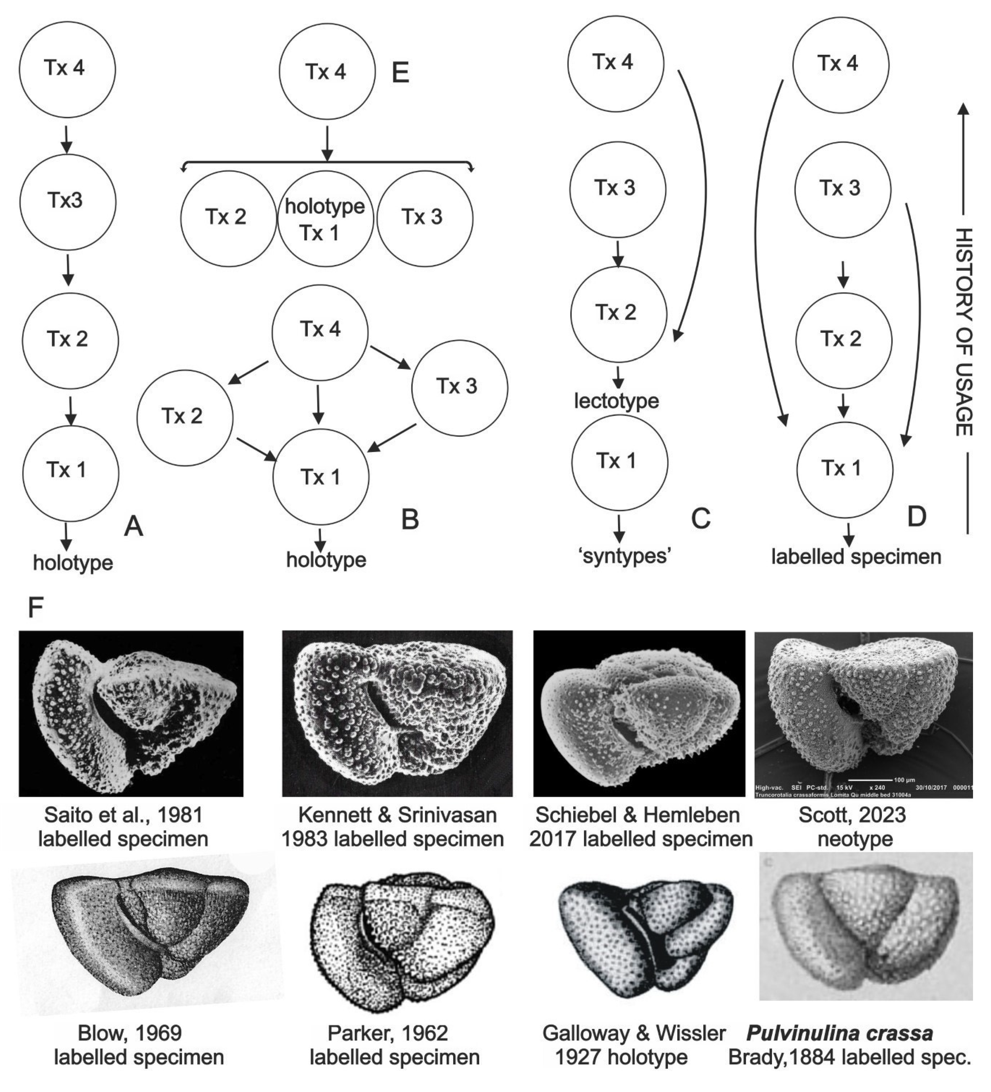 Taxonomy 05 00062 g001