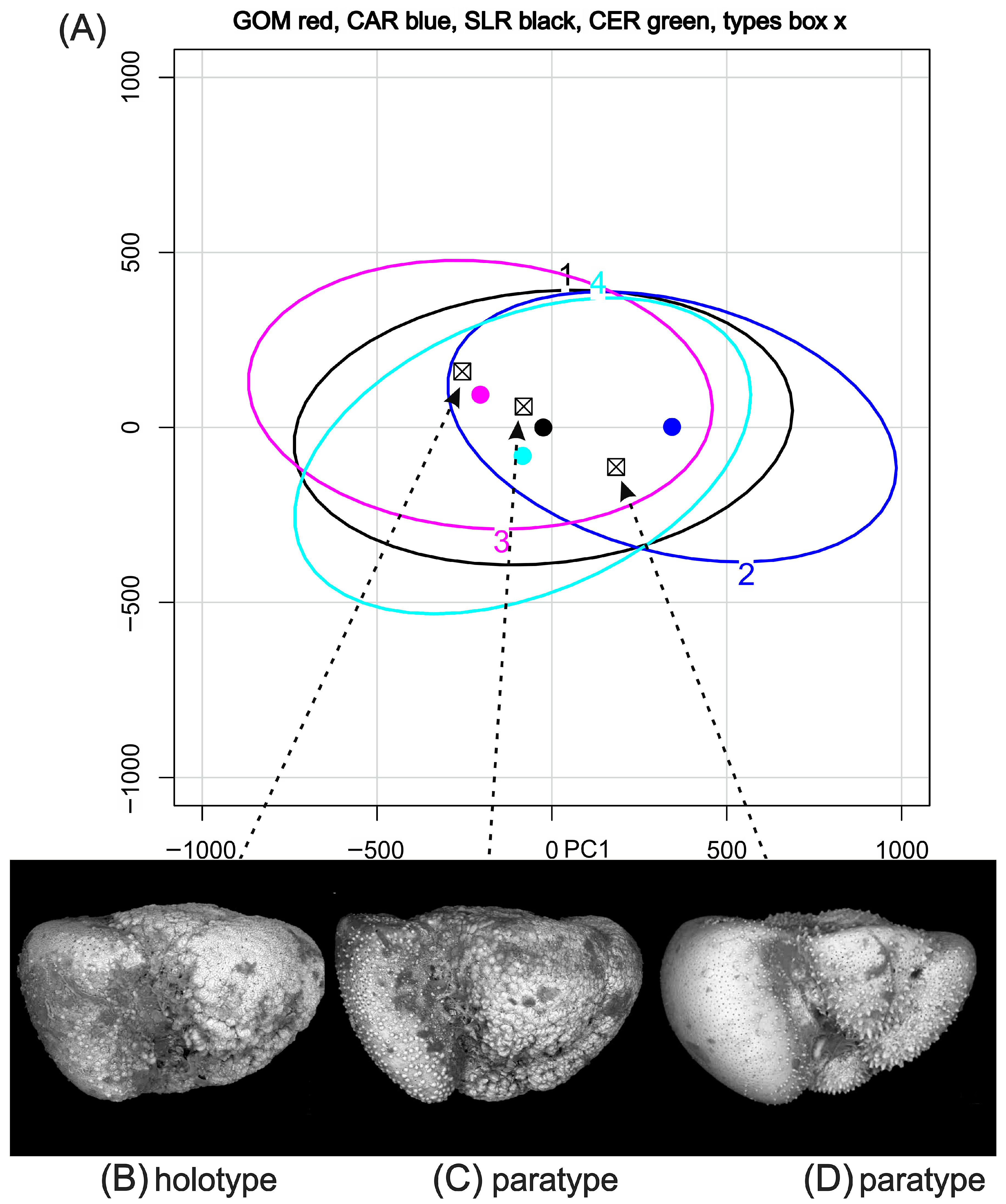 Taxonomy 05 00062 g003