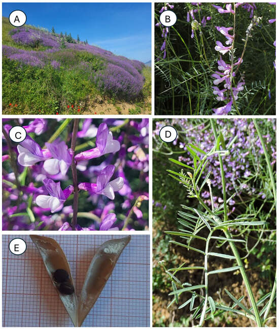 Taxonomy 05 00063 g001
