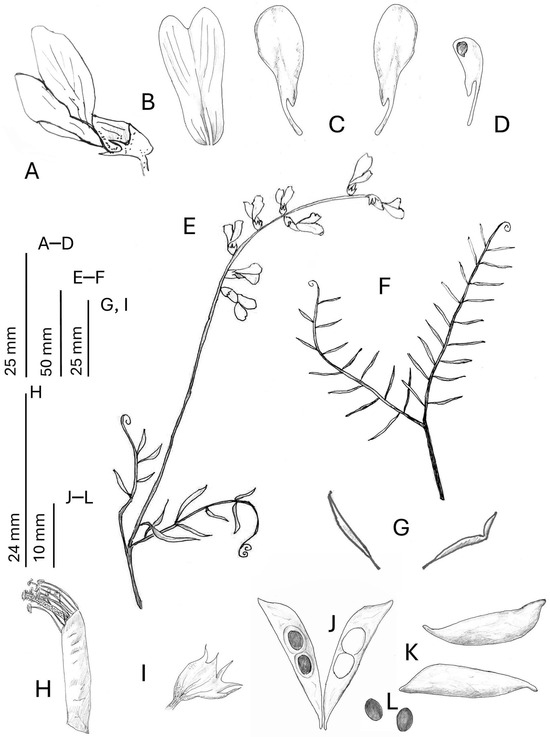 Taxonomy 05 00063 g002