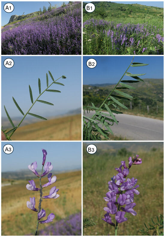 Taxonomy 05 00063 g003
