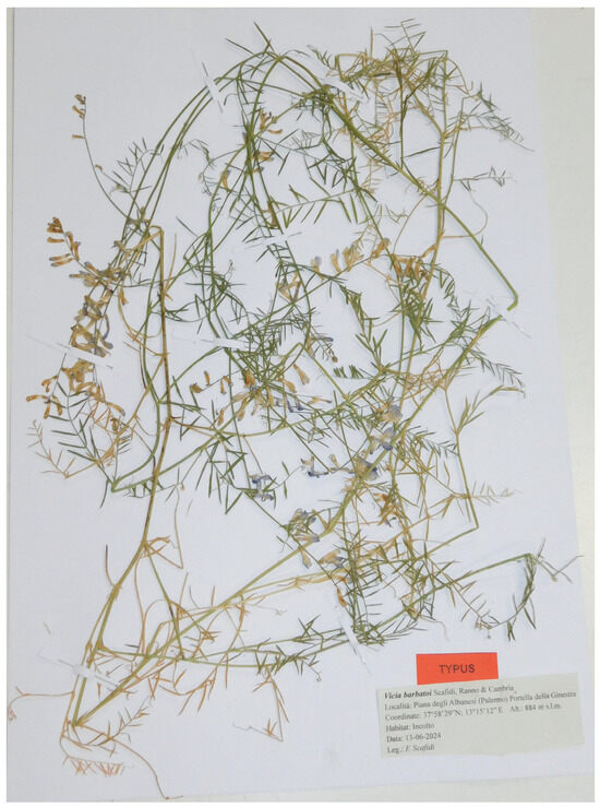 Taxonomy 05 00063 g004