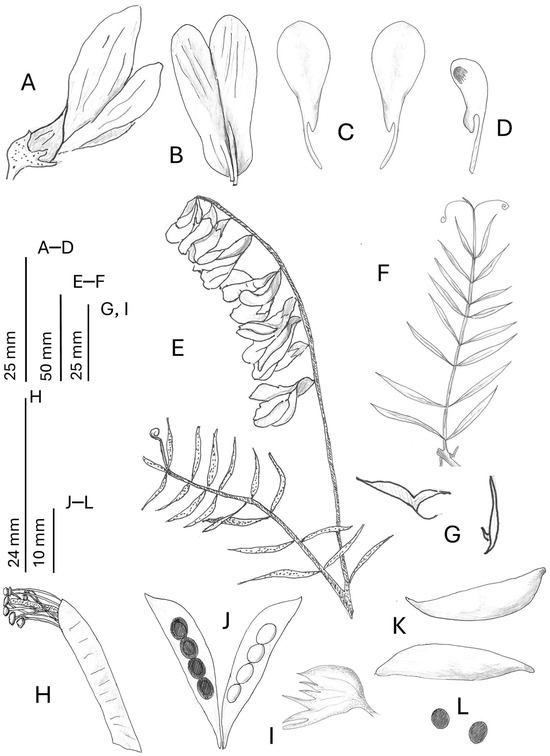 Taxonomy 05 00063 g006
