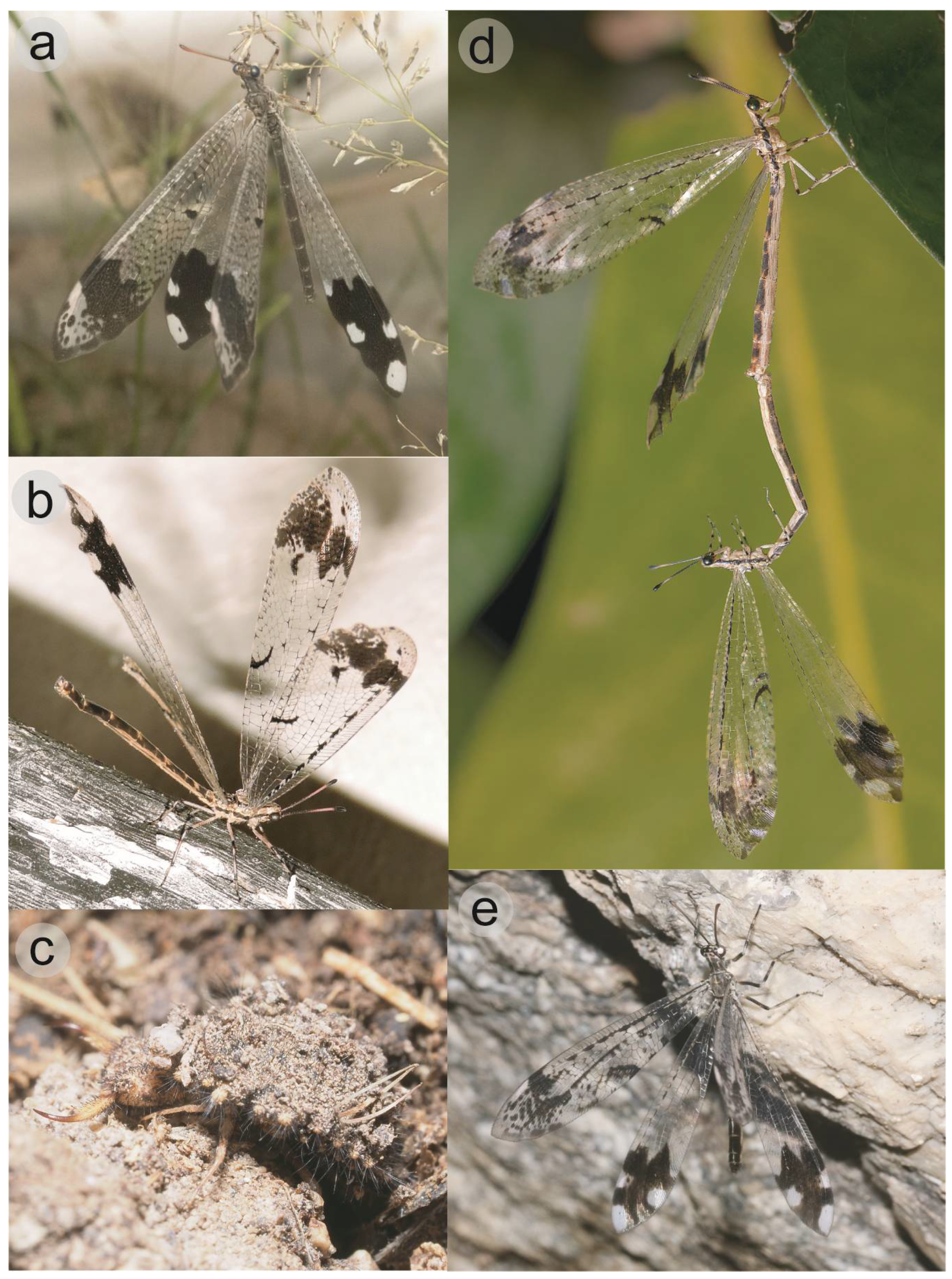 Taxonomy 05 00068 g001