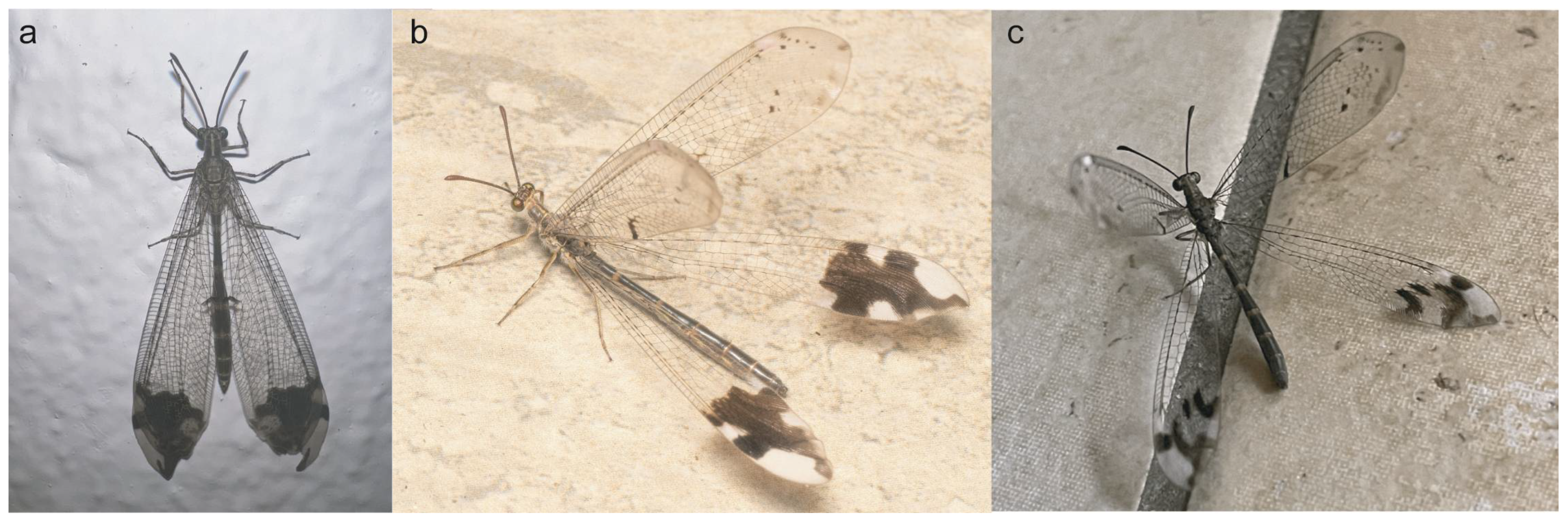 Taxonomy 05 00068 g002