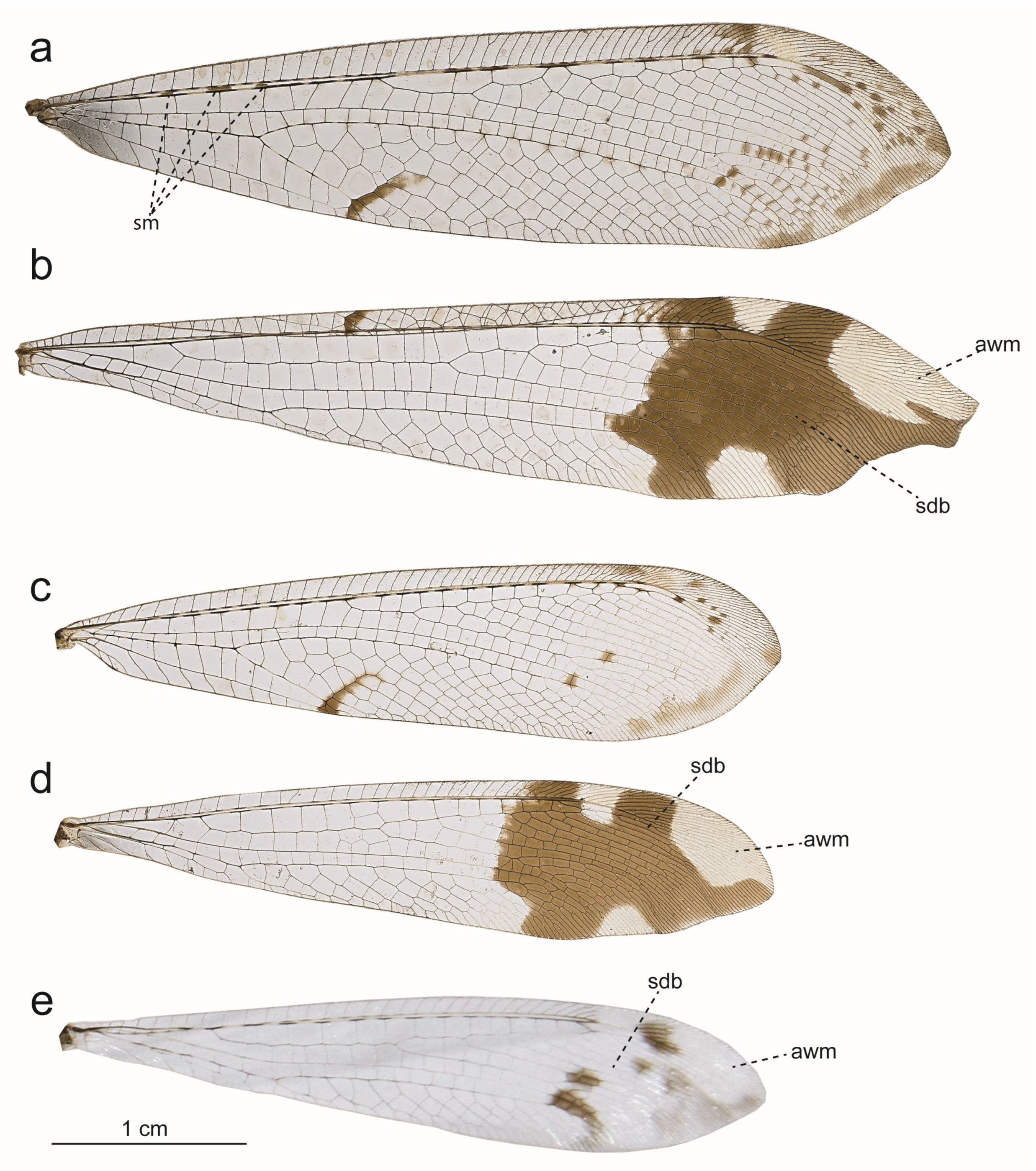 Taxonomy 05 00068 g003