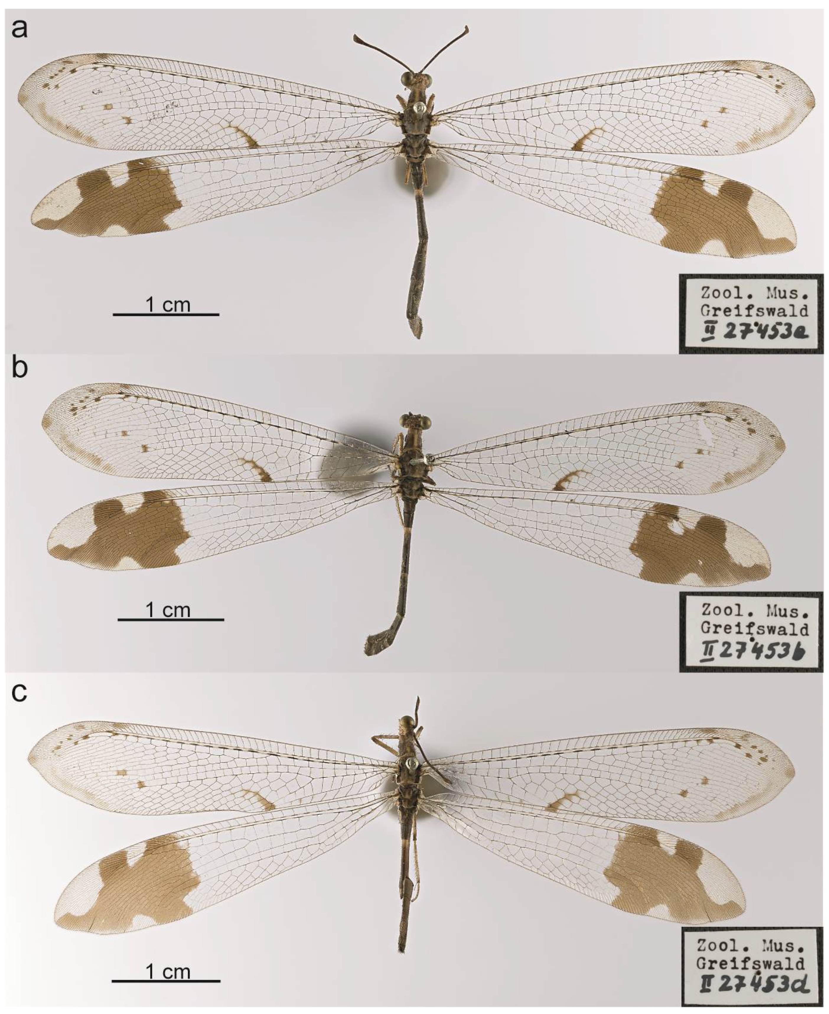 Taxonomy 05 00068 g007