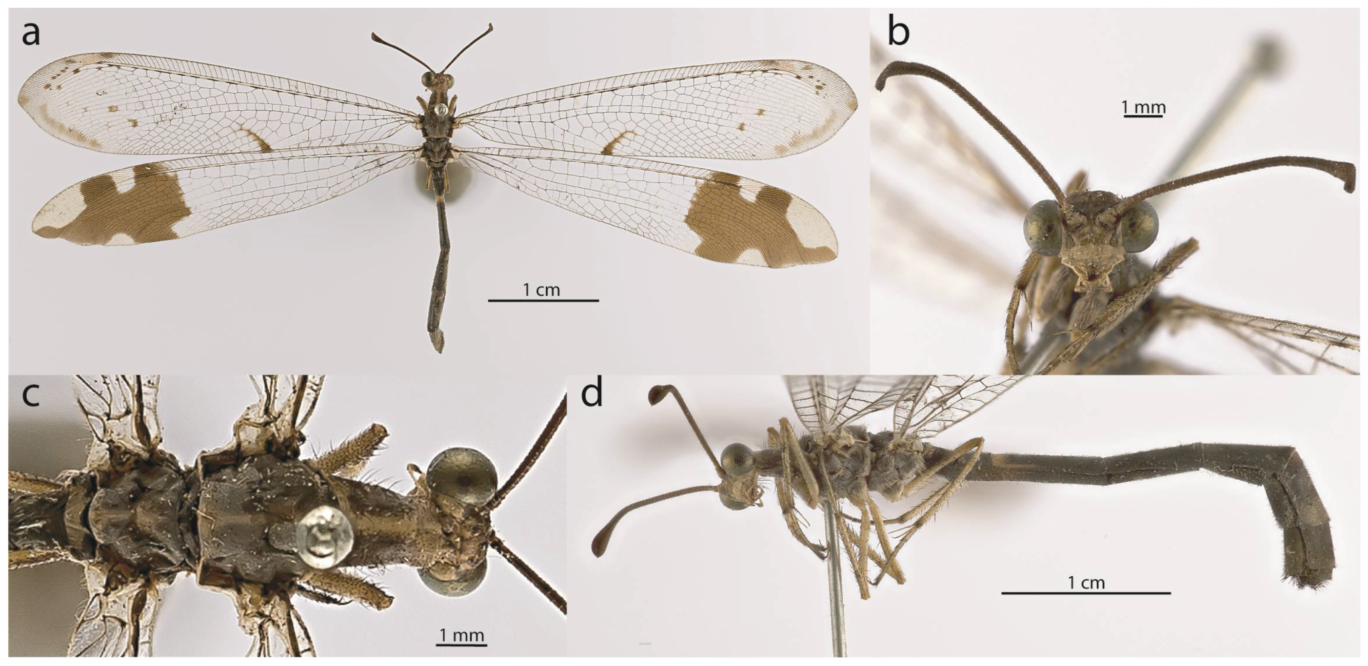 Taxonomy 05 00068 g008