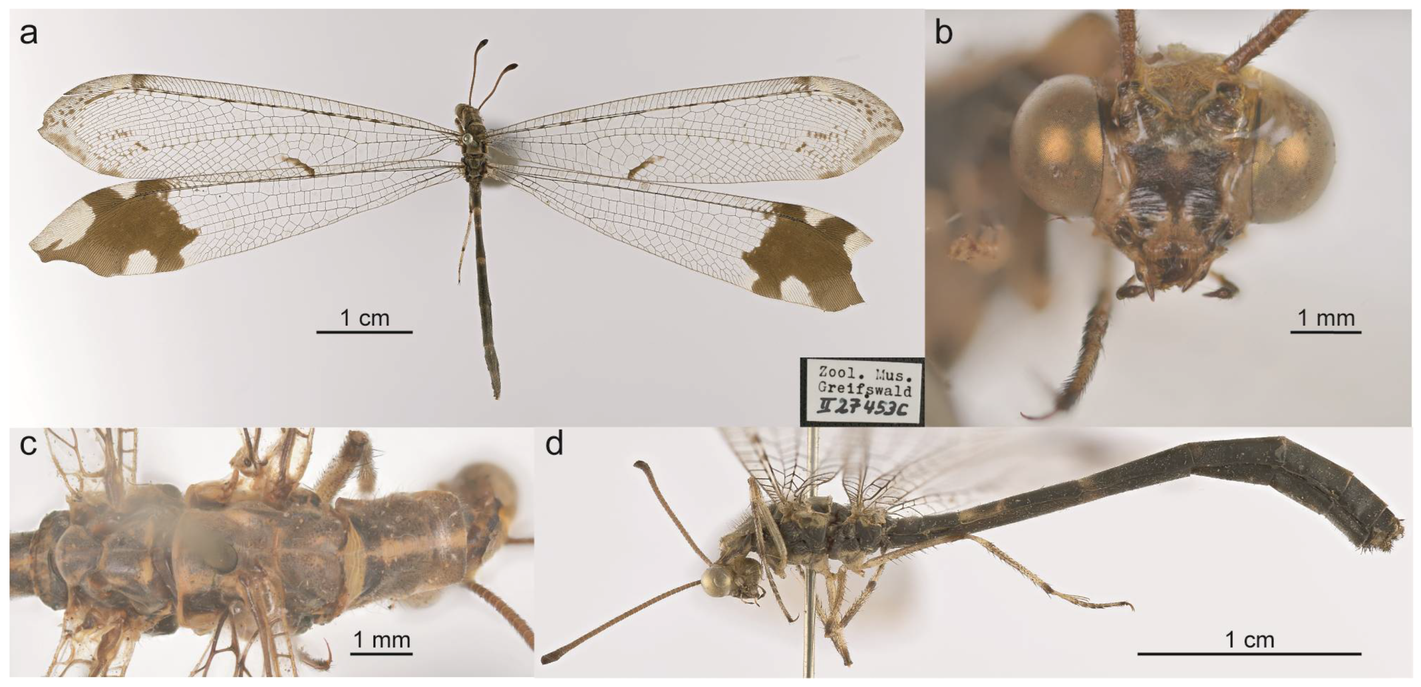 Taxonomy 05 00068 g010