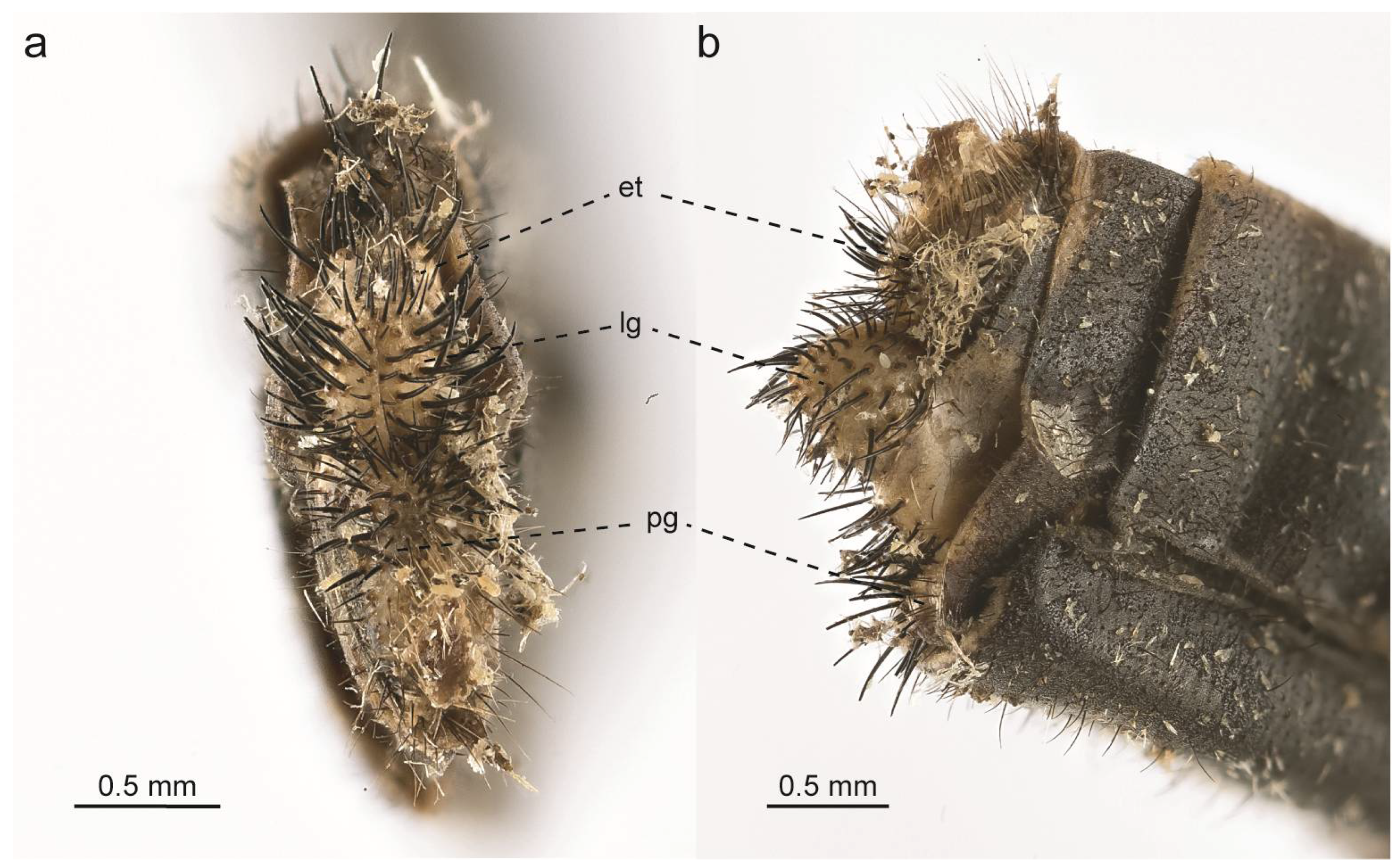 Taxonomy 05 00068 g011