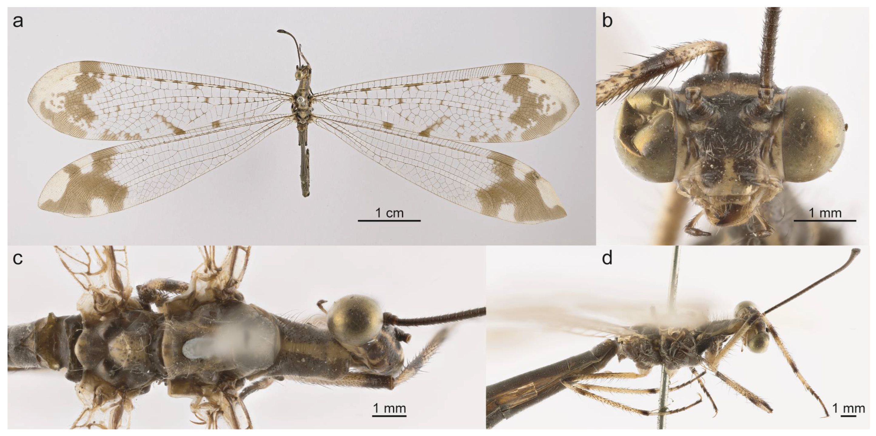Taxonomy 05 00068 g012