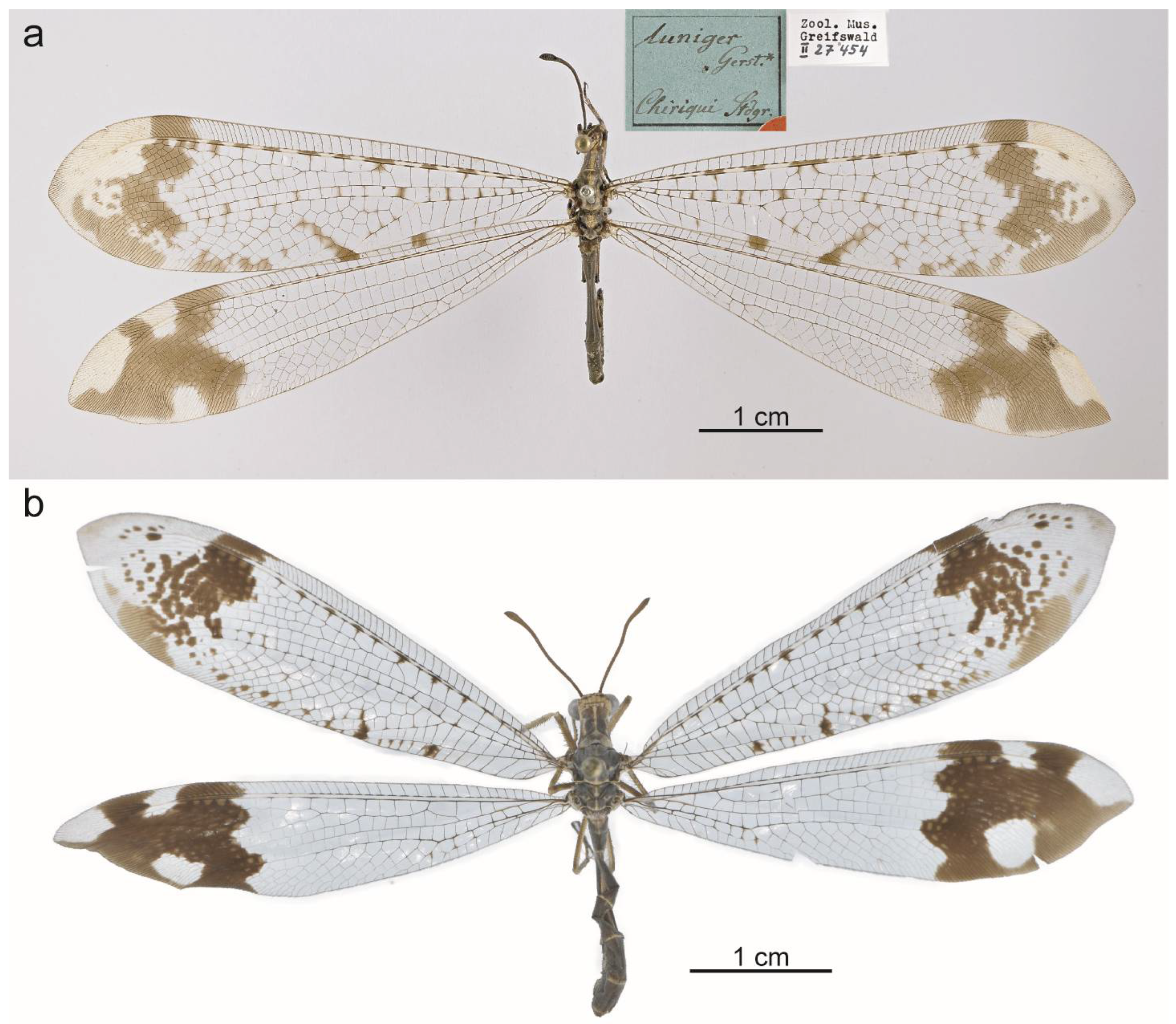 Taxonomy 05 00068 g013