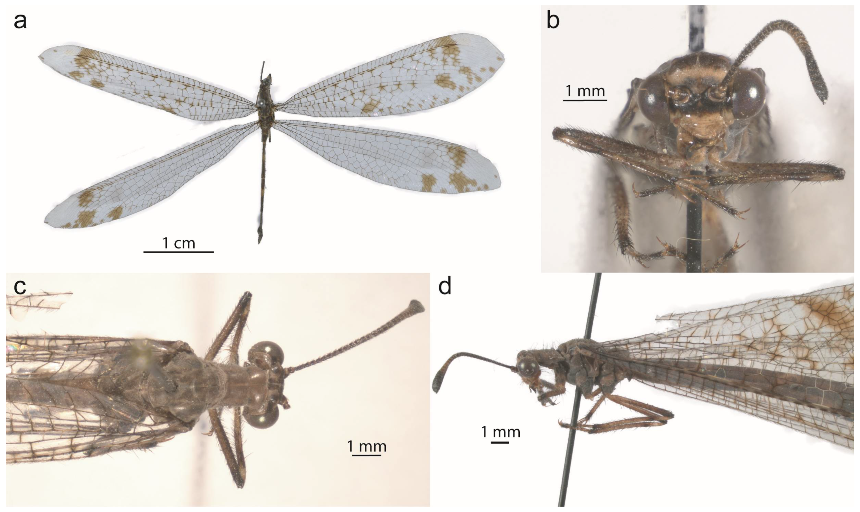 Taxonomy 05 00068 g016