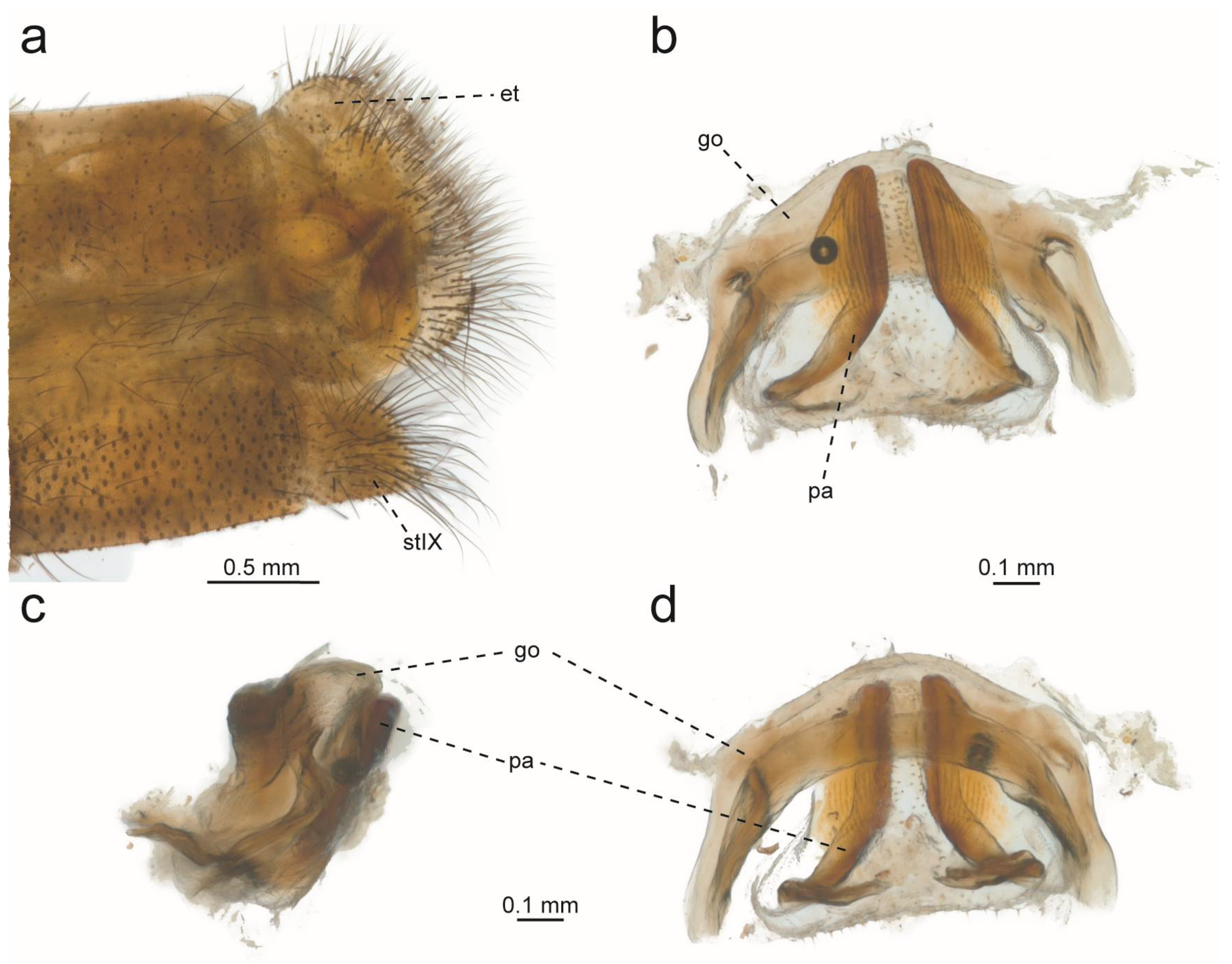 Taxonomy 05 00068 g017