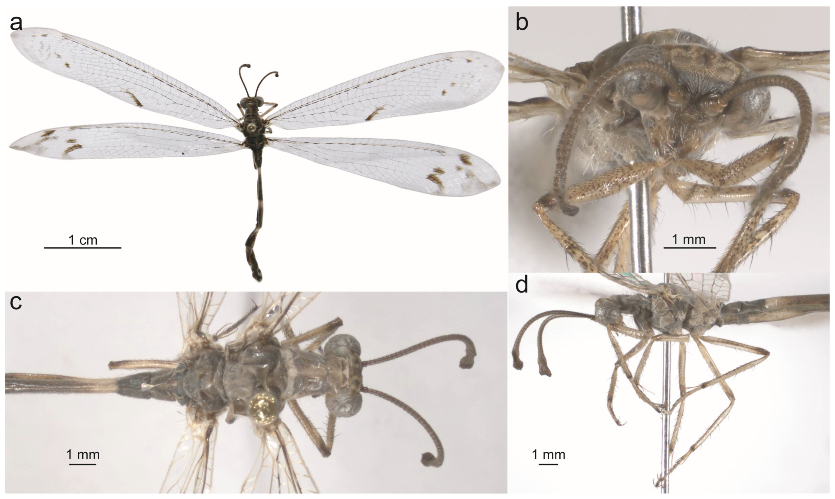 Taxonomy 05 00068 g018
