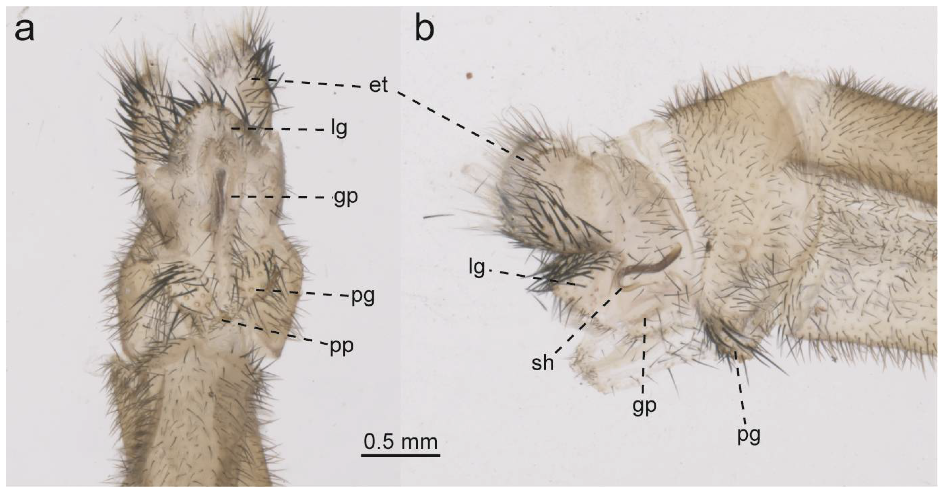Taxonomy 05 00068 g019
