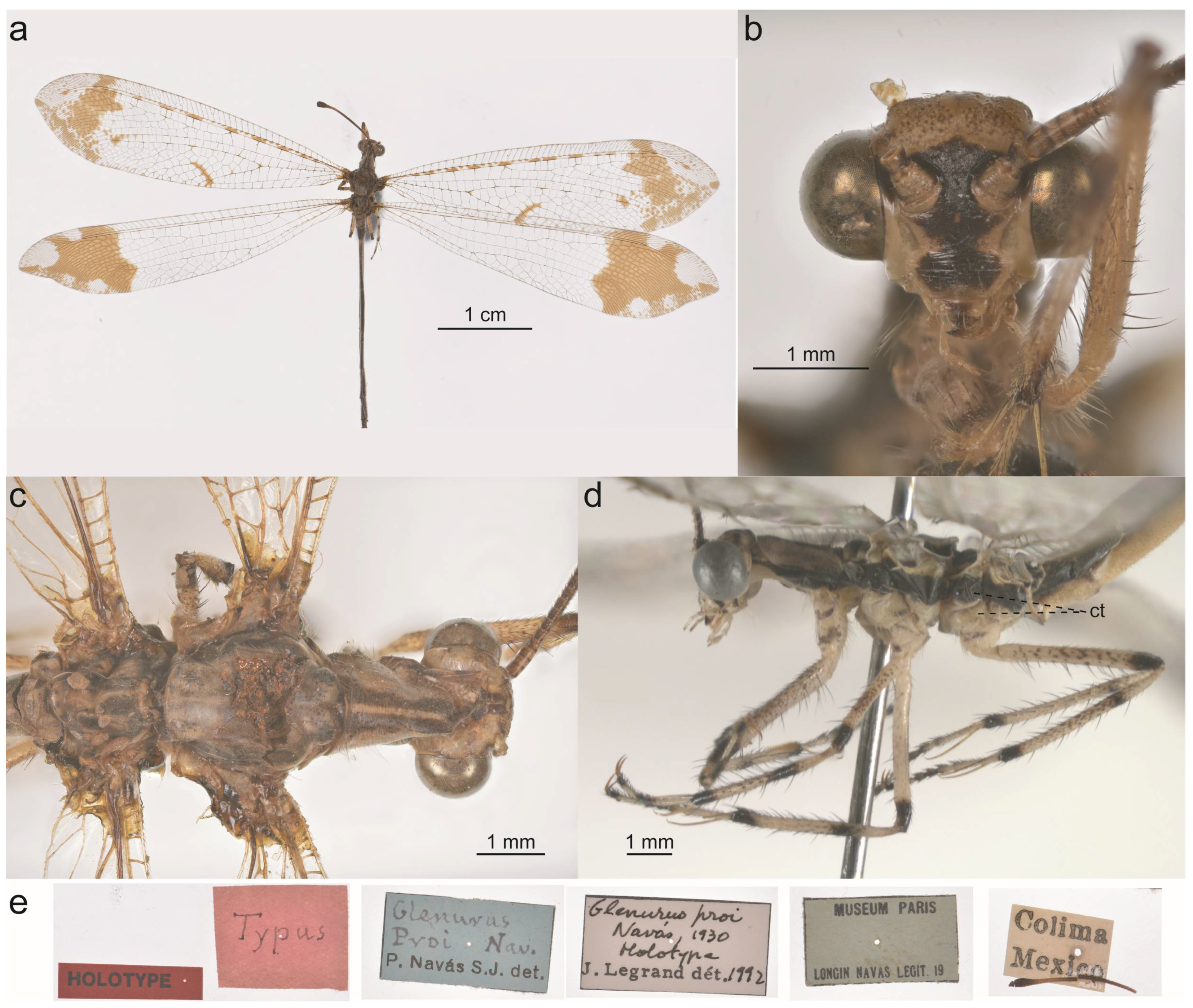 Taxonomy 05 00068 g020