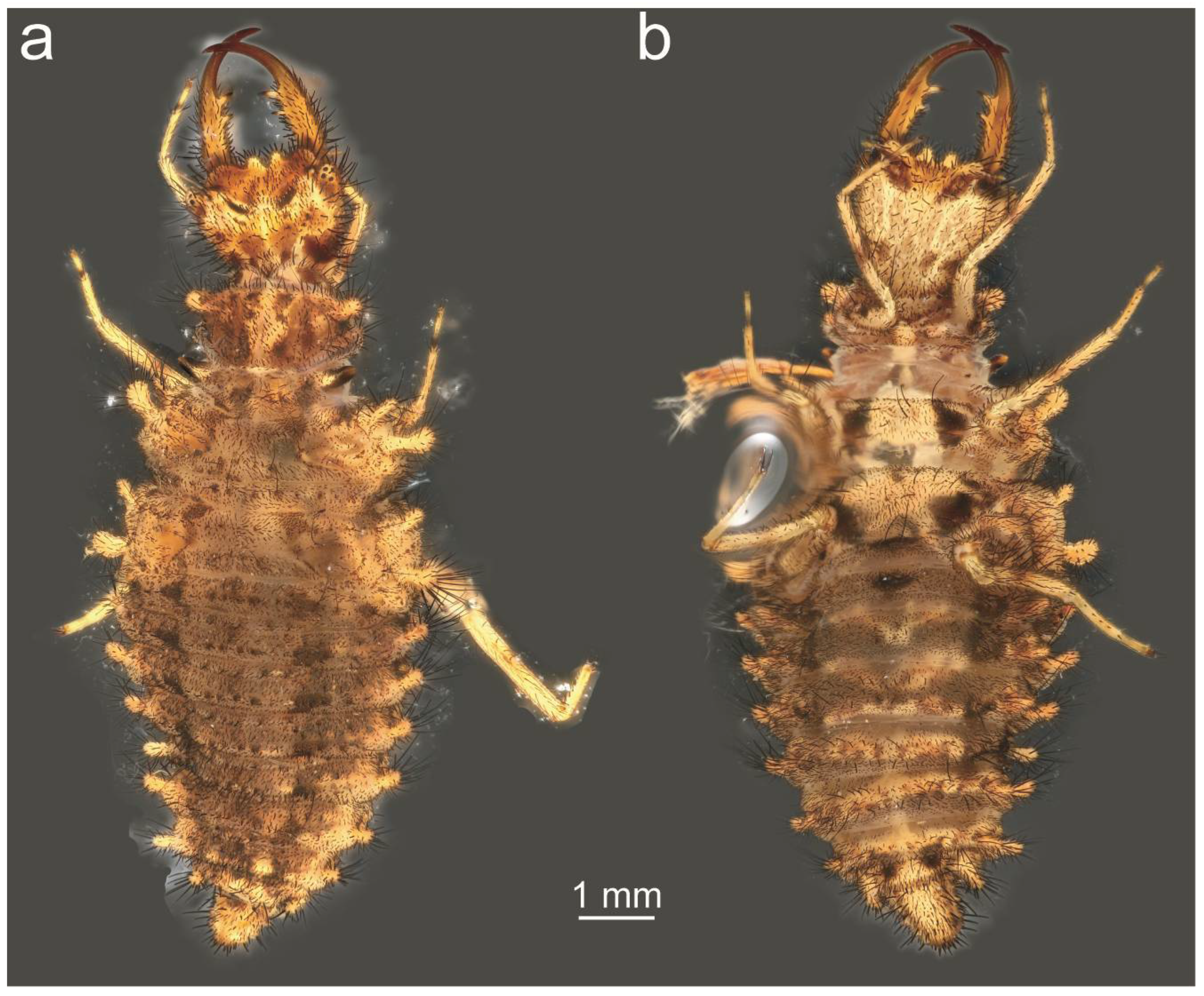 Taxonomy 05 00068 g022