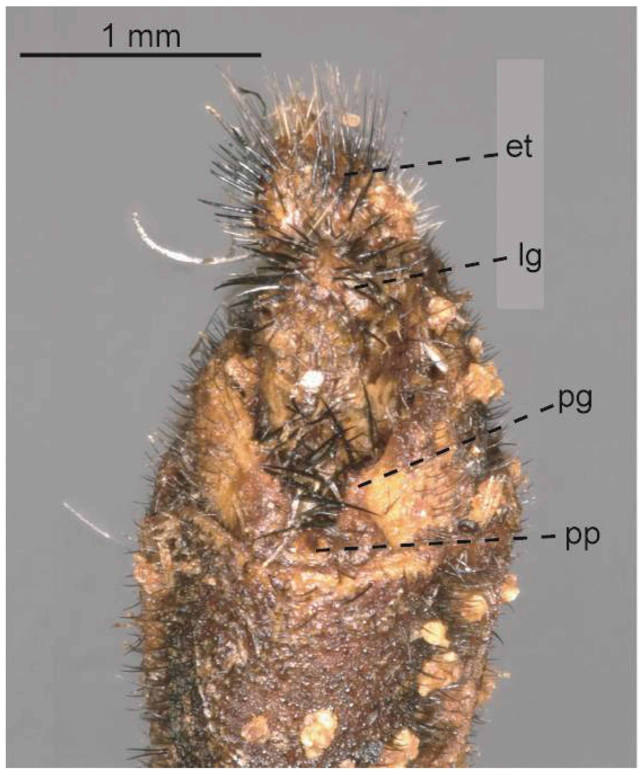 Taxonomy 05 00068 g024