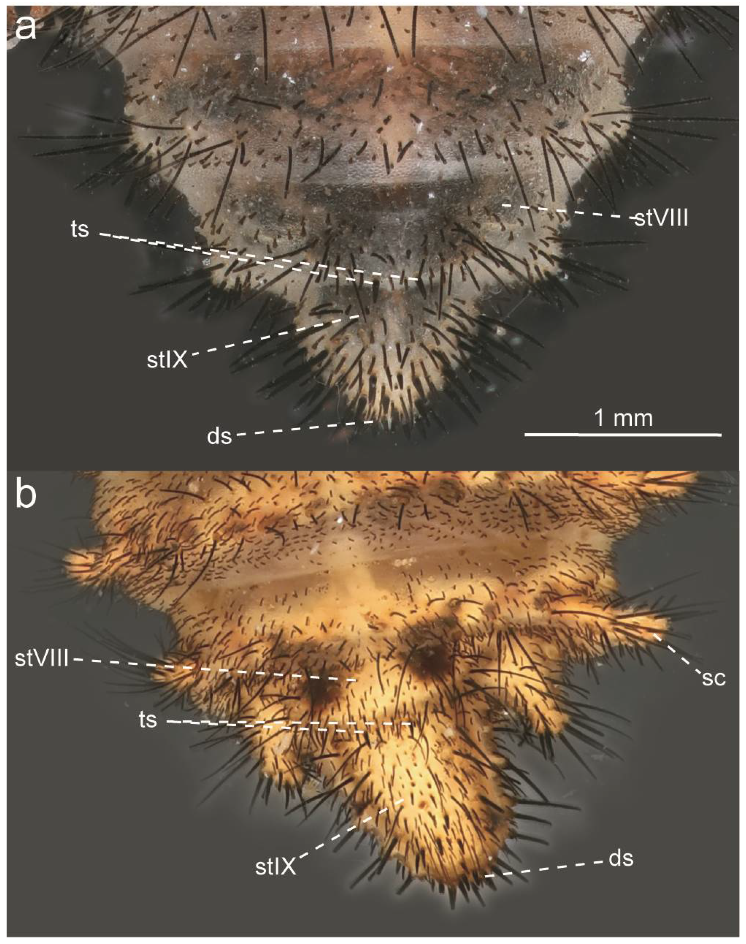 Taxonomy 05 00068 g025