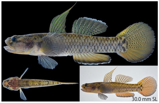 Fresh holotype (male) of Eugnathogobius ganuensis n. sp. (UMTF 13296, 30.0 mm SL).
