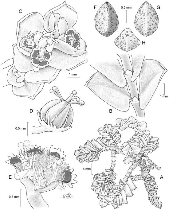 Illustration of Euphorbia peruviandina. (A) Habit. (B) Close-up of stem with leaves. (C) Flowering branchlet. (D) Pistillate flower with subtending pseudocalyx. (E) Dissected cyathium. (F) Seed ventral view. (G) Seed dorsal view. (H) Seed top view. Drawn by Alfonso Barbosa.