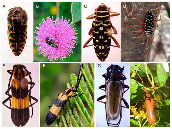 (A)—Dorsal view of Acmaeodera scalaris; (B)—Adult of A. scalaris on flowers of Fabaceae; (C)—Dorsal view of Placosternus erythropus; (D)—Adult of P. erythropus on Vachellia sp. (Fabaceae); (E)—Dorsal view of Parevander xanthomelas; (F)—Adult of P. xanthomelas on leaves of Fabaceae; (G)—Dorsal view of Stenaspis castaneipennis; (H)—Adult of S. castaneipennis visiting flowers of Montanoa sp. (Asteraceae). Photos by JGMH, RRG.