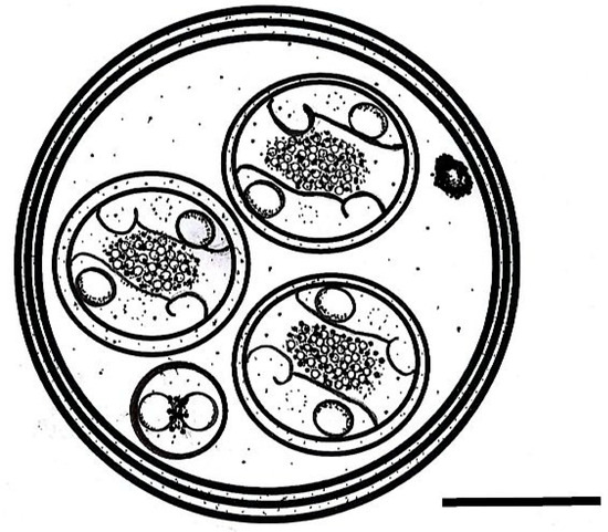Taxonomy 06 00008 g002
