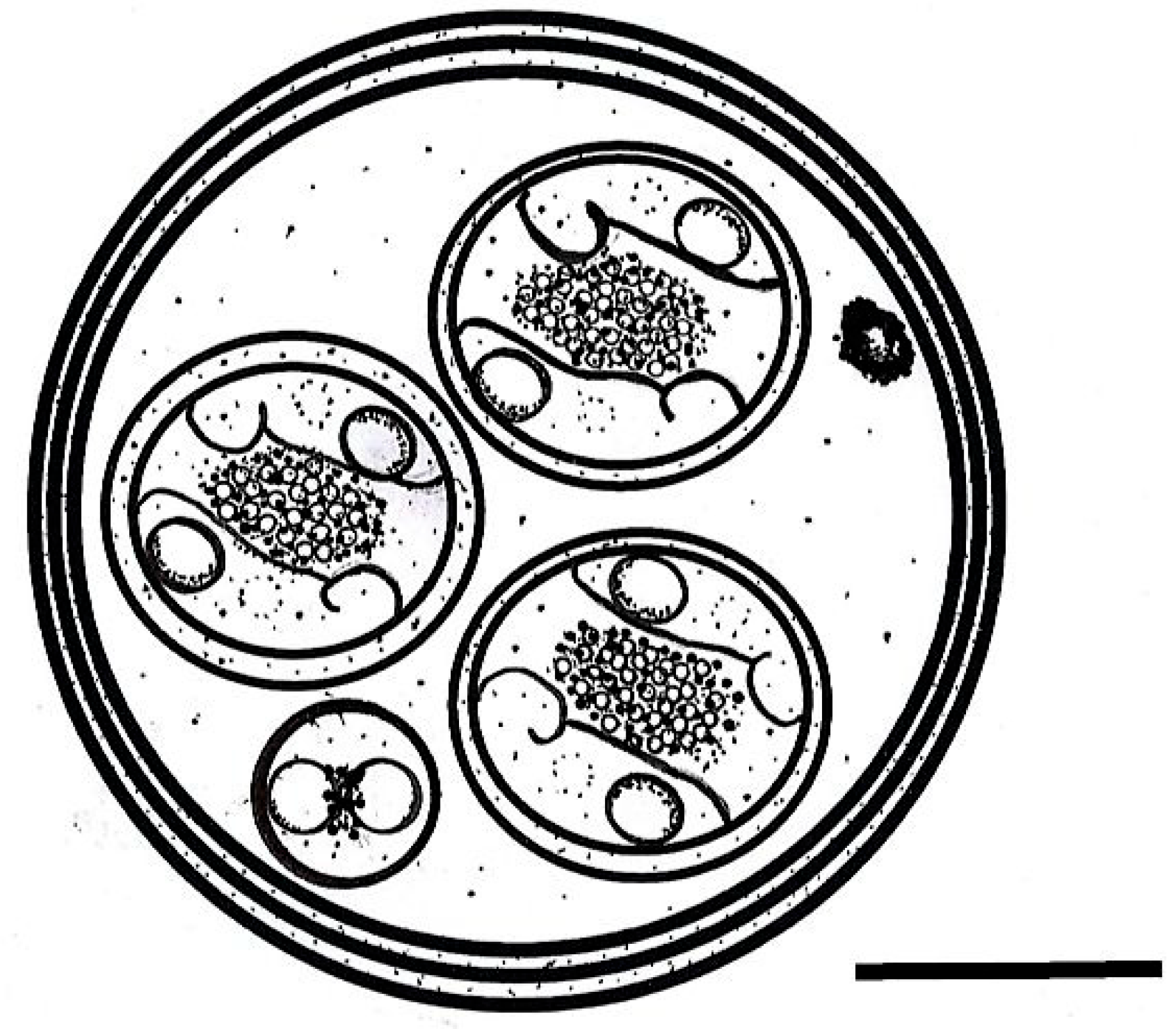 Taxonomy 06 00008 g002 Taxonomy 06 00008 g002