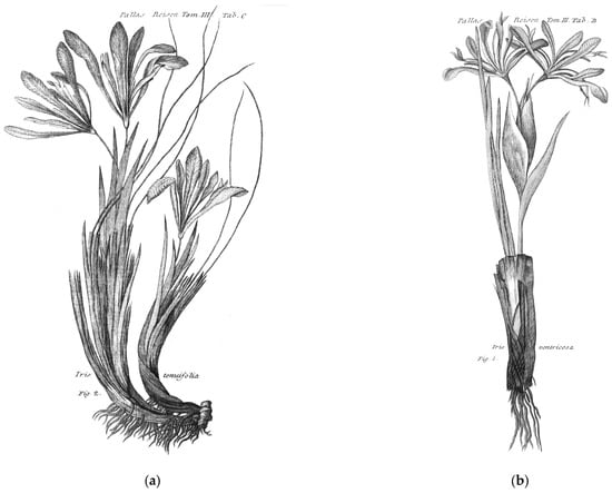Taxonomy 06 00024 g001