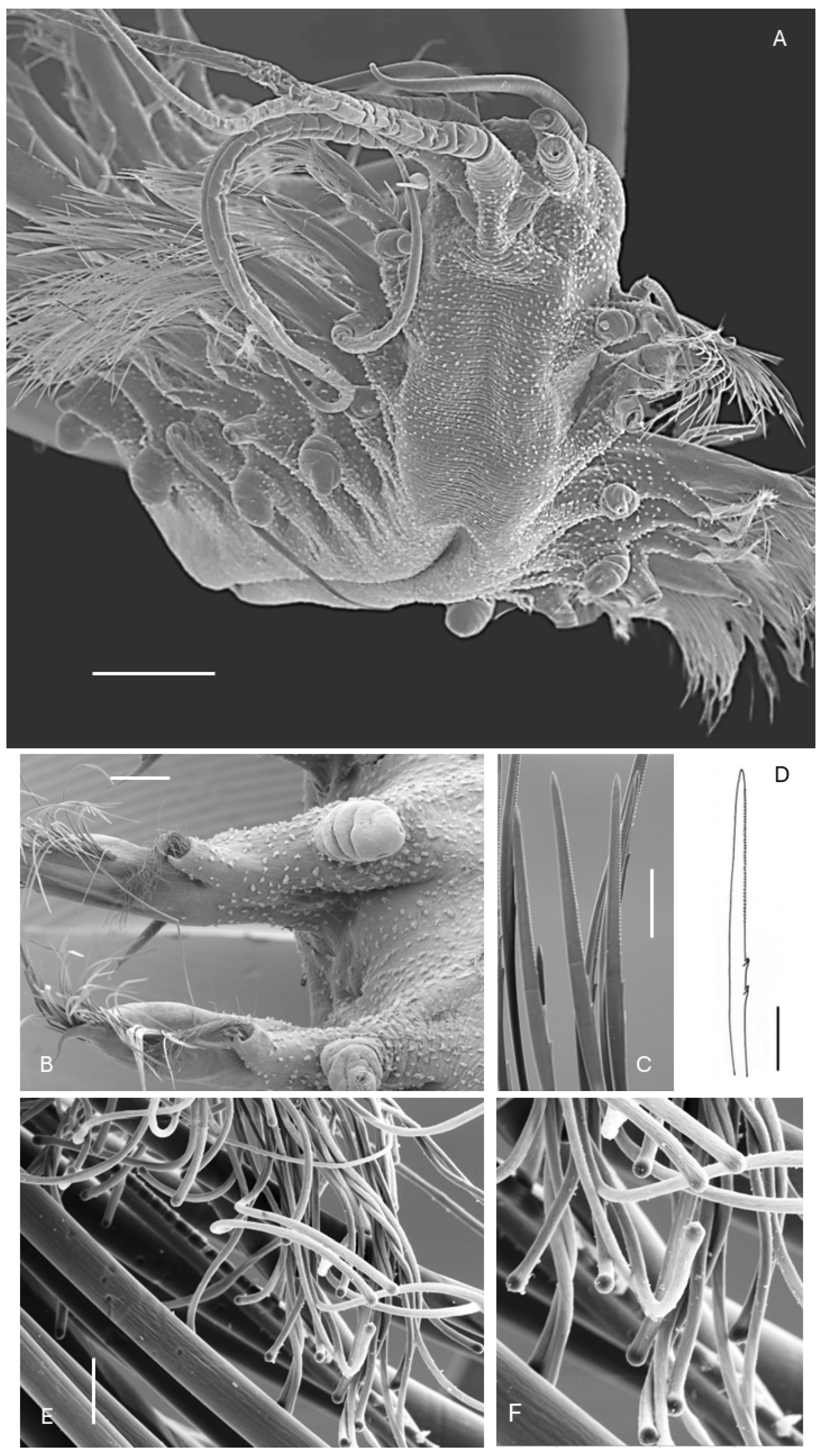 Taxonomy 06 00030 g005 Taxonomy 06 00030 g005
